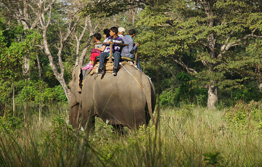 Elephant safari in Bardia