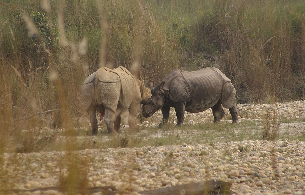 one horn Rhinosoras
