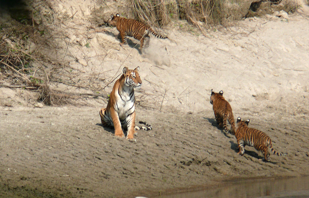 Royal Bengal Tiger in Bardia National Park