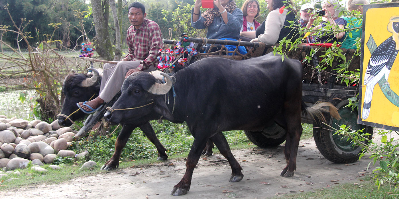 Village tour by cart riding