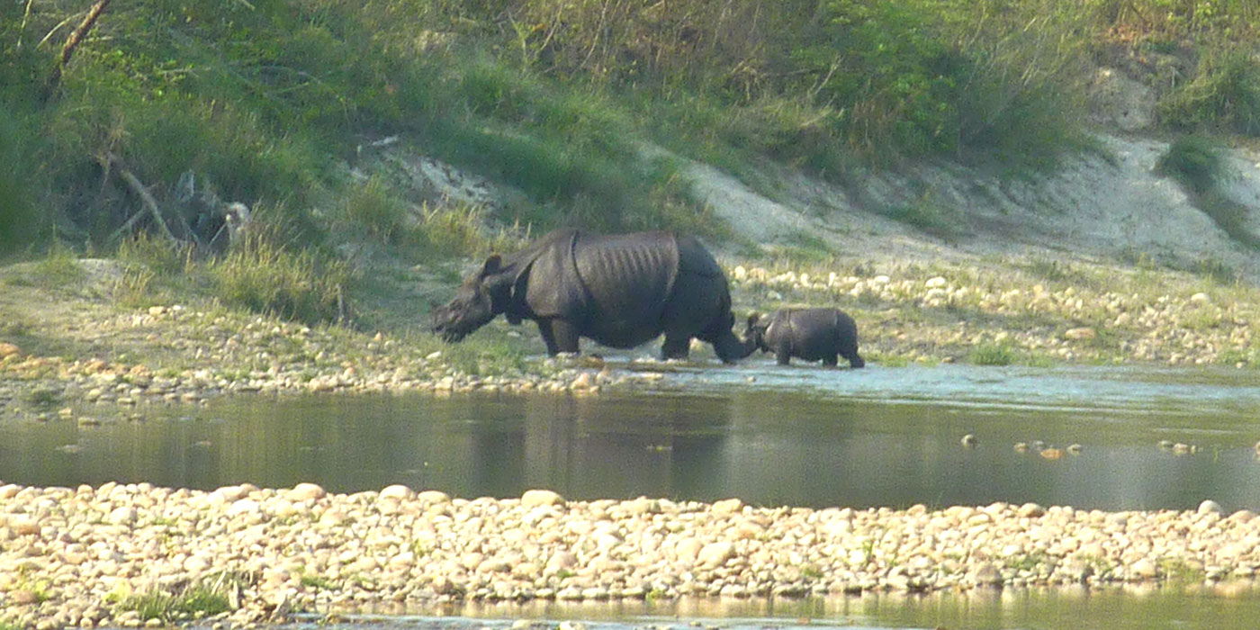 One horn Rhinoceros