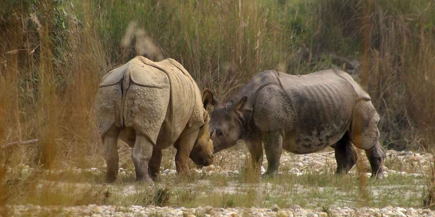 One horn Rhinoceros