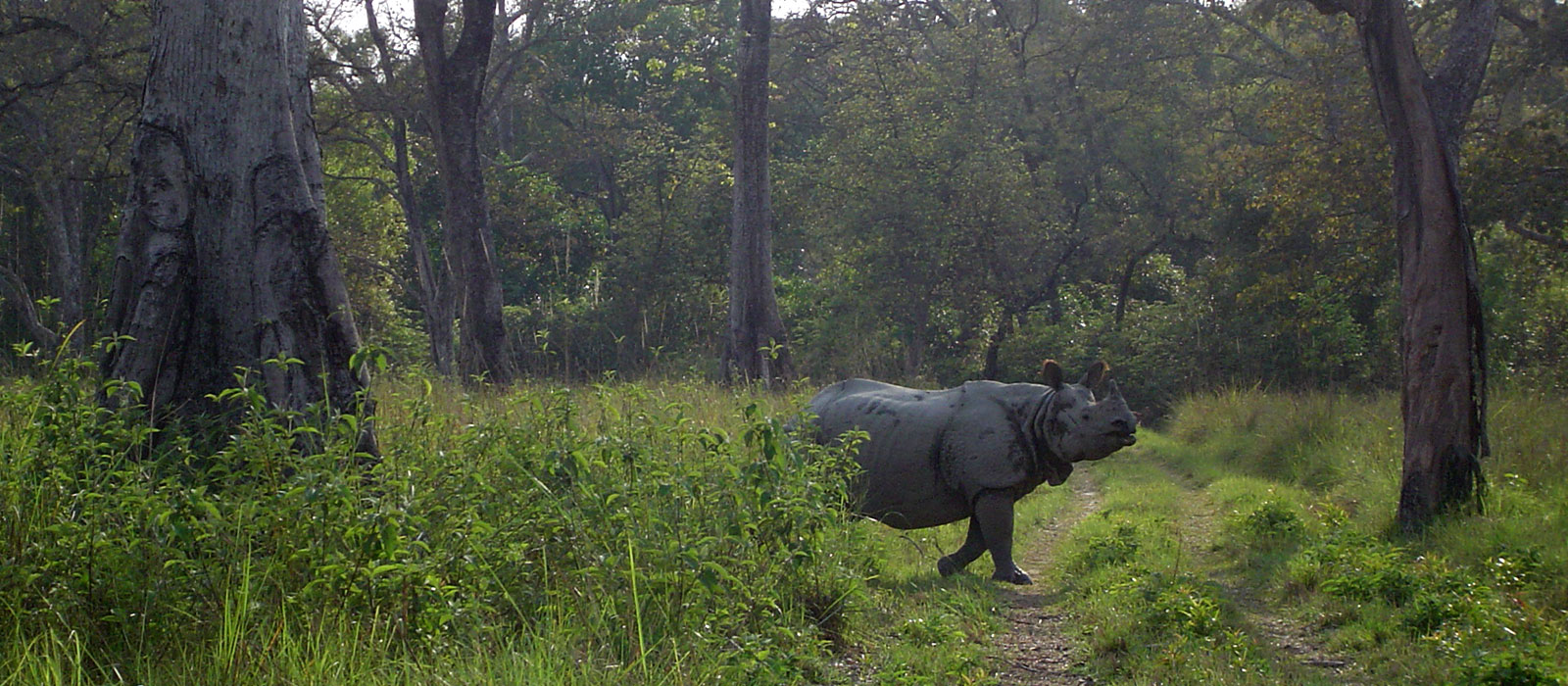 Jeep safari in Bardia