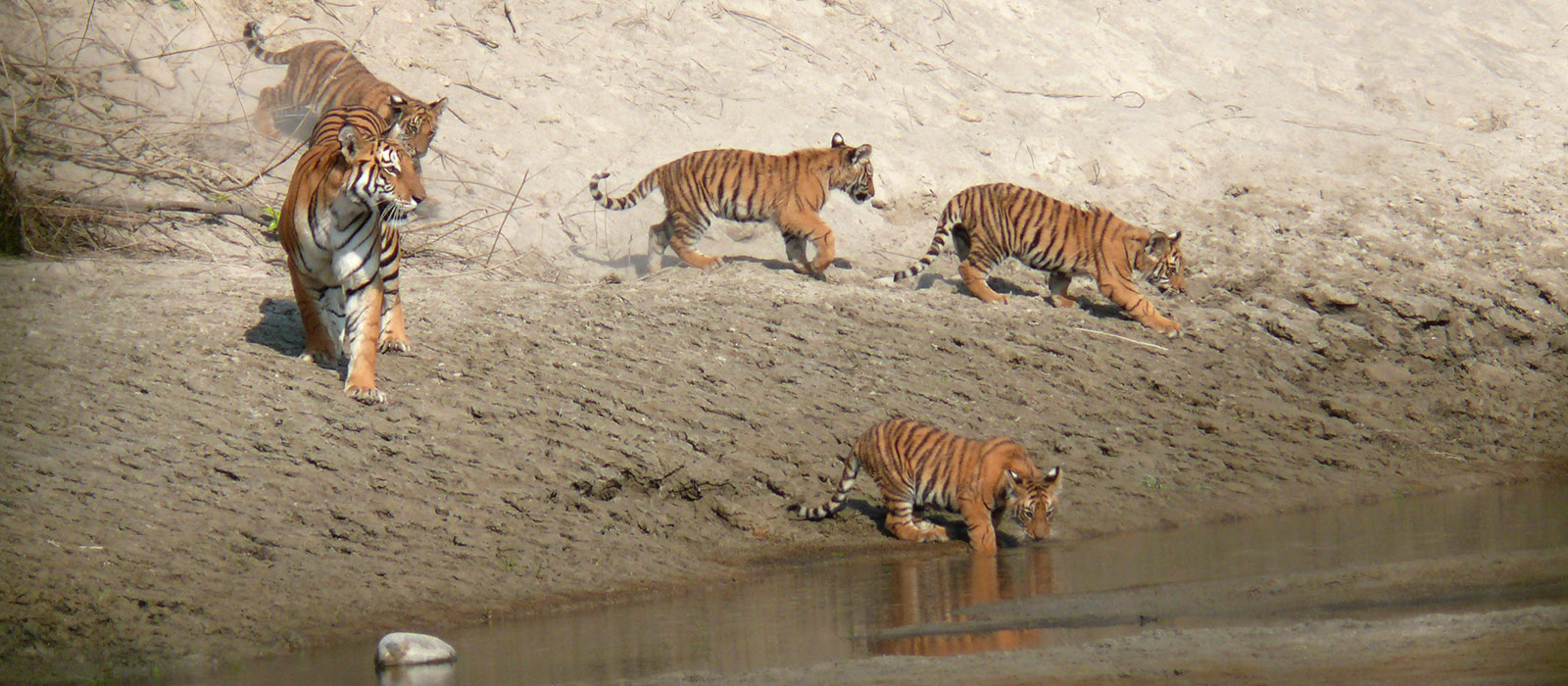 Tiger tracking tour in Bardia