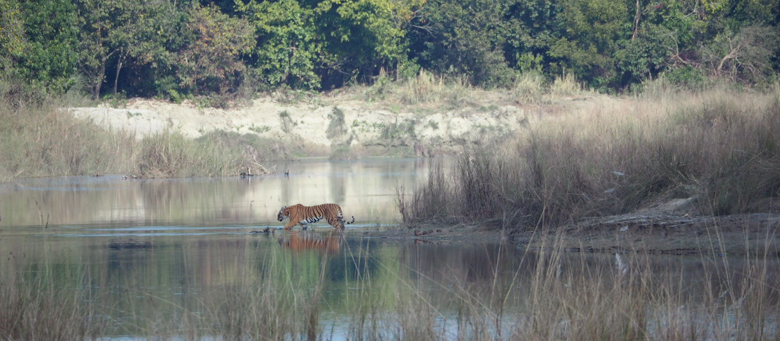 Tiger tracking tour in Bardia