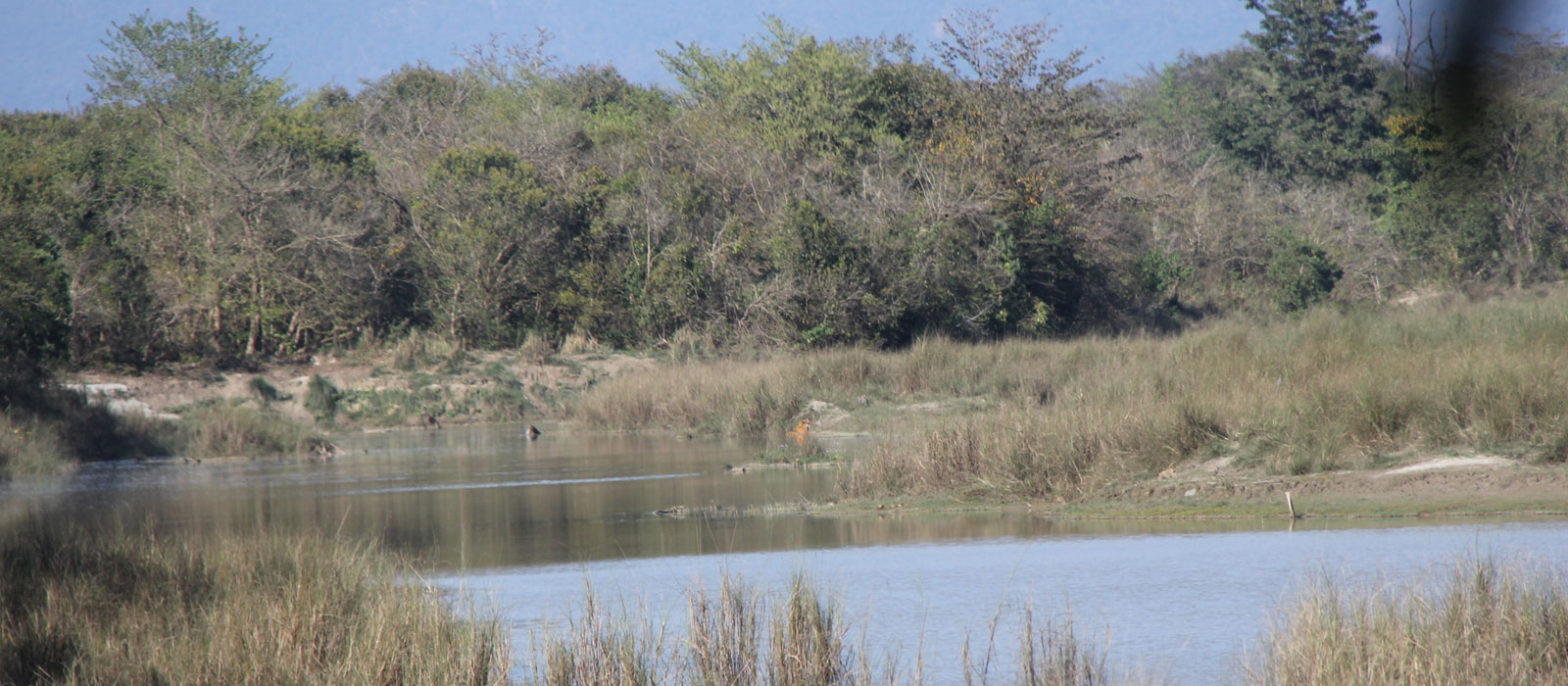 Tiger tracking tour in Bardia