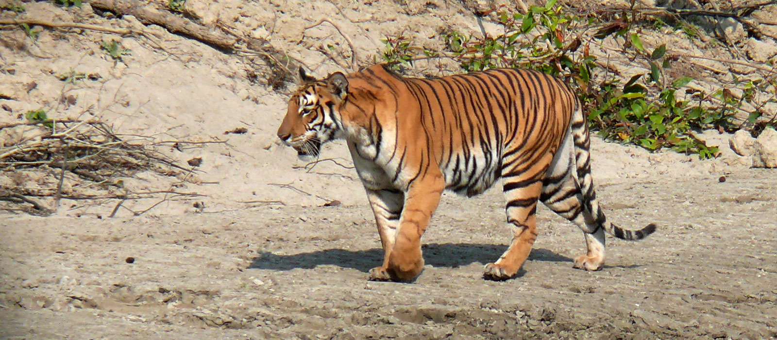 Tiger tracking tour in Bardia