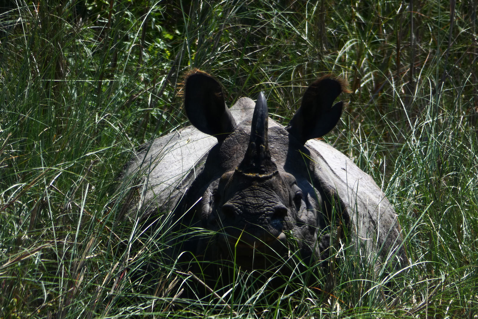 One horn Rhino - Bardia National Park