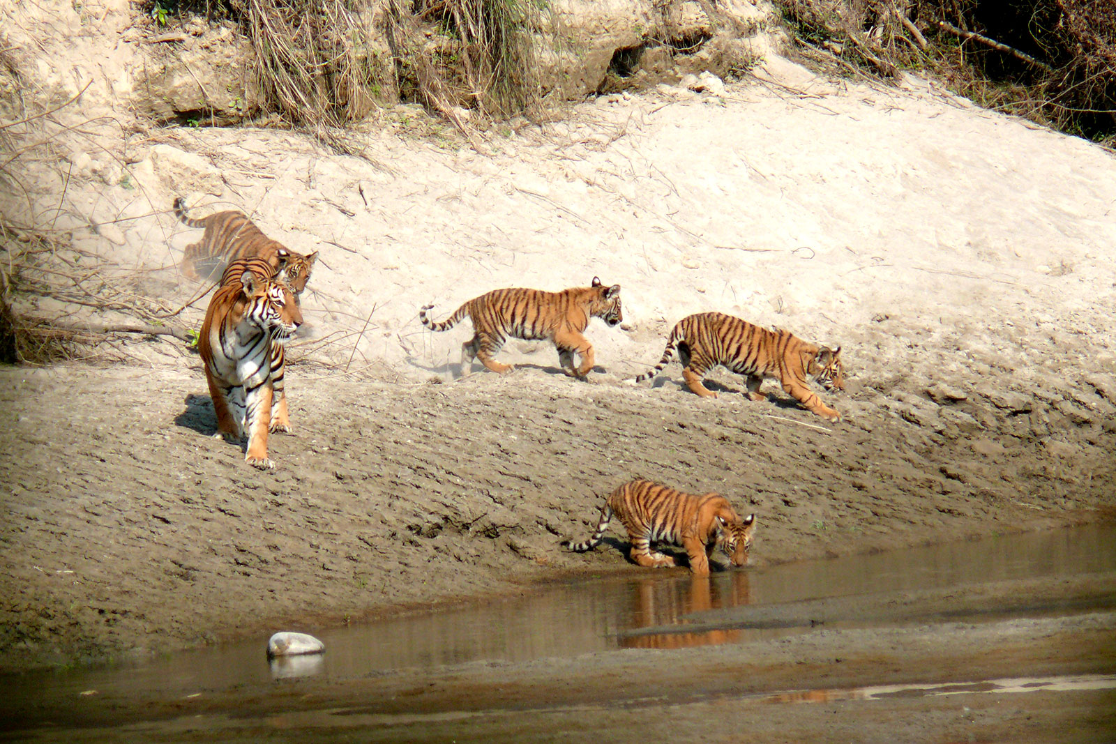 Royal bengal tiger