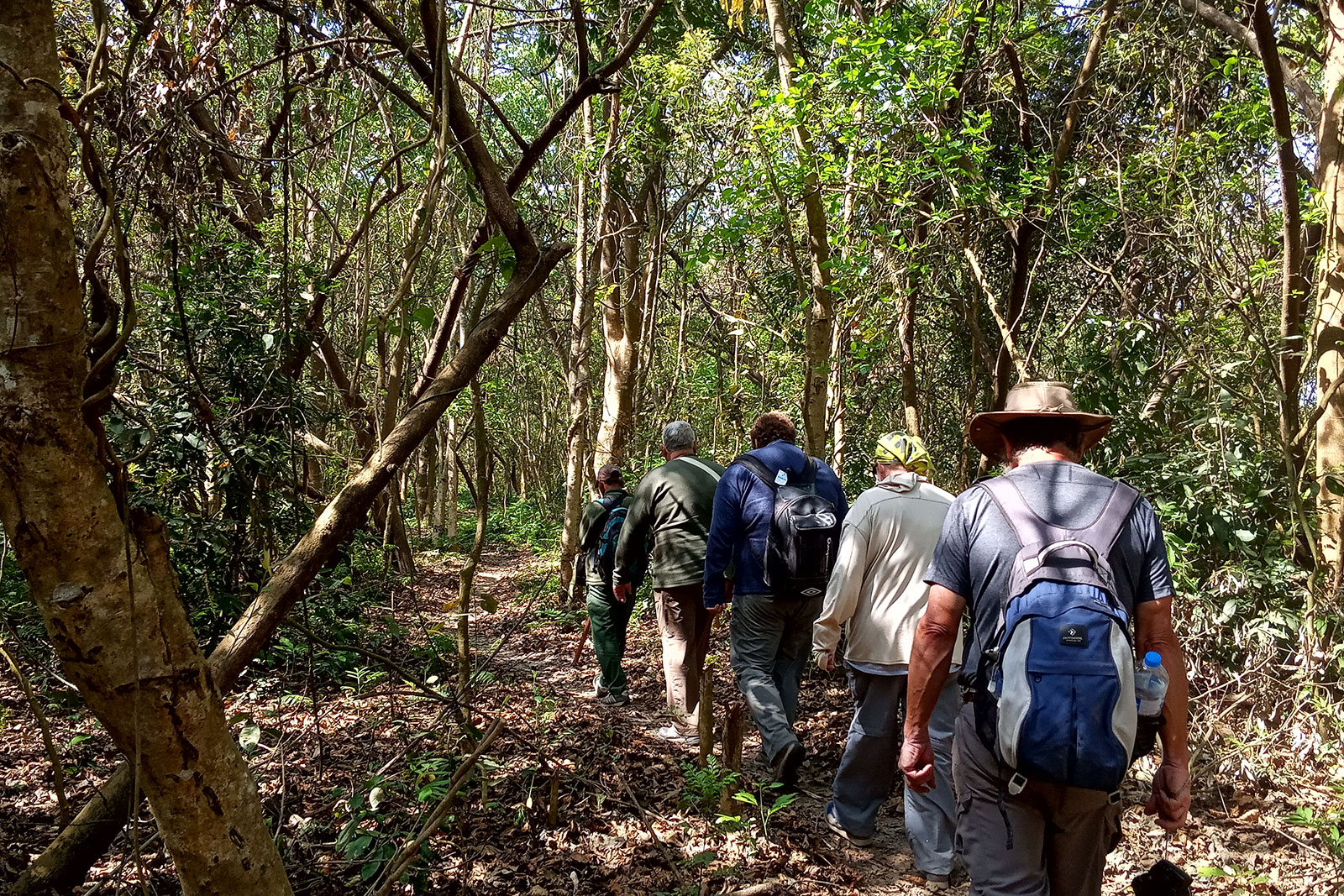 Jungle walk