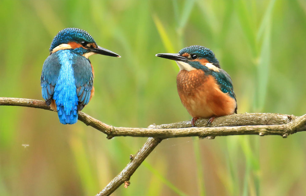 Kingfisher - Bird Watching