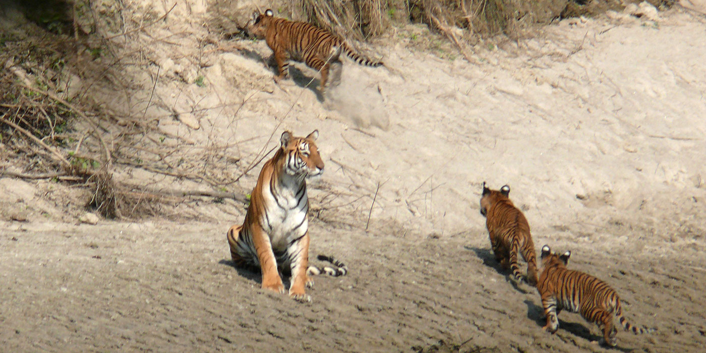 Tiger with cubs